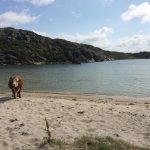 The Local's Editor spotted this cute cow on Klåverön island off Sweden's west coast on July 19th.Photo: Maddy Savage/The Local