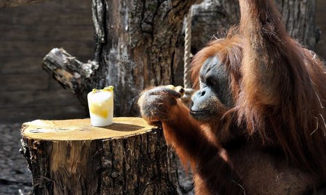 Rome zoo animals cooling off with ice-lollies