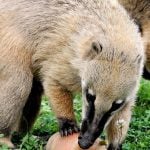 This South American coati was loving his fruit, egg and insect lolly!Photo: Bioparco di Roma