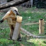 Coatis are omnivores renowned for their excellent table manners.Photo: Bioparco di Roma