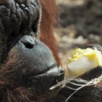 Petronilla, another orangutan, makes light work of her ice lolly.Photo: Bioparco di Roma