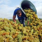 French wine harvest to drop due to lack of rain