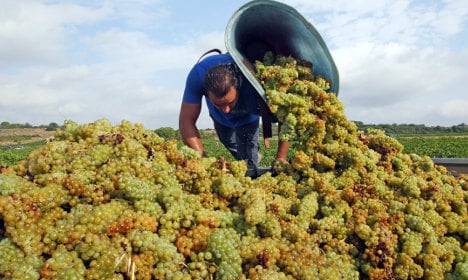 French wine harvest to drop due to lack of rain