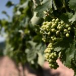 Grape Escape: Discovering the art of winemaking in the vineyards of La Rioja