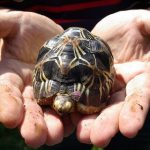 France to return 150 tortoises to Madagascar