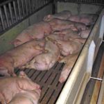 Pigs gassed to death by own excrement
