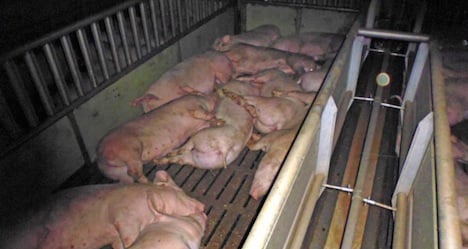 Pigs gassed to death by own excrement