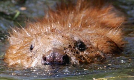 Swedish beaver knocks out power for thousands