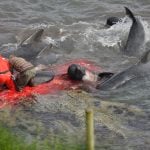 Faroe court convicts five anti-whaling activists