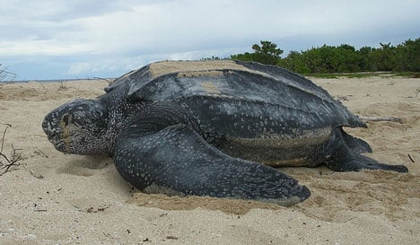 Rare leatherback turtle washes up in Denmark