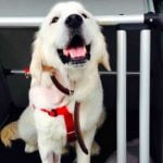 Sick dog driven from Oslo to UK for surgery