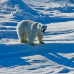 Polar bears ‘a nightmare’ for Arctic scientists