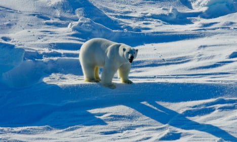 Polar bears 'a nightmare' for Arctic scientists