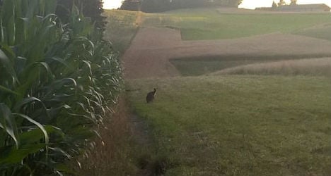 Runaway kangaroo seen in Upper Austria