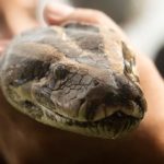 Malmö’s runaway python recaptured after escape