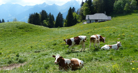 Cows trample German to death in Swiss Alps