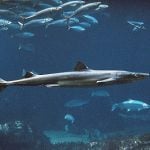 Sweden’s sharks heading towards extinction