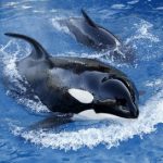 Killer whales spotted in waters off Canary Islands