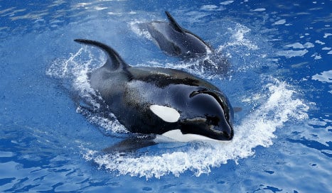 Killer whales spotted in waters off Canary Islands