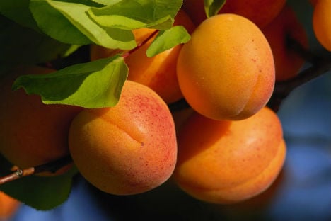 Mystery of missing 15,000 kilos of apricots