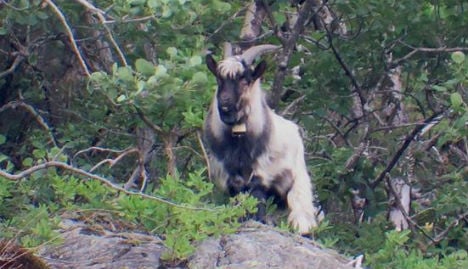 Police called in to cool down randy billy goat