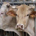 French cow who fled abattoir is spared