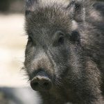 Wild boar kills Sicilian pensioner