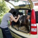 Woman tries to take pony abroad in a car boot