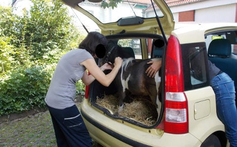 Woman tries to take pony abroad in a car boot