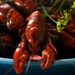 Swedish crayfish thieves pinched by officers