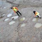 Giant dinosaur tracks found near Hannover