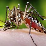 Spain on alert after first case of mosquito-borne virus detected