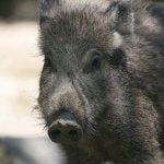 Italy wild boar deaths provoke calls for cull
