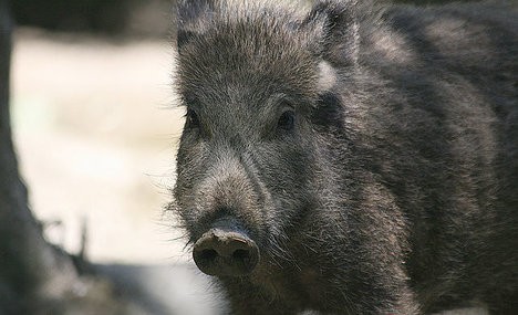 Italy wild boar deaths provoke calls for cull