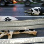 Cattle truck overturns on French Alps motorway