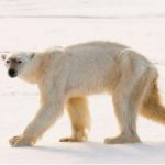 Hungry polar bear makes record dive