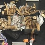 Customs nabs suitcases of ivory at Zurich airport