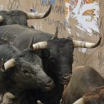 Three more fatally gored during weekend bull runs