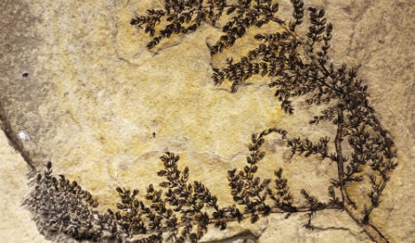 Could this Spanish fossil be the world's first flowering plant?