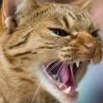 Norway pets at risk of ‘Cat Aids’: charity
