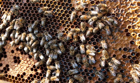 Swarm of bee thefts angers German apiarists