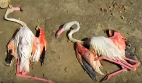 Hundreds of flamingos battered to death during giant hailstone storm