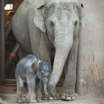 Copenhagen Zoo mourns death of baby elephant