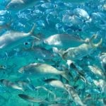 World marine population crashing: WWF report