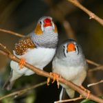Birds shun matchmaking scientists to find love