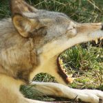Wolf attacks: French farmers kidnap park boss