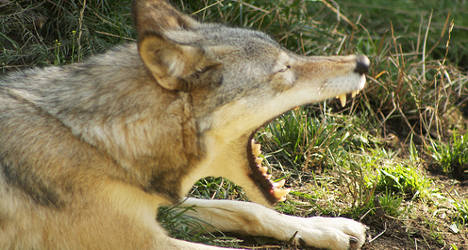 Wolf attacks: French farmers kidnap park boss
