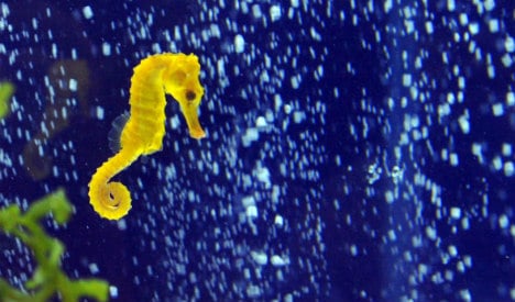 Smuggled seahorses destined for dinner table seized on Costa del Sol