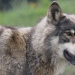 Eco groups protest over wolf death sentence