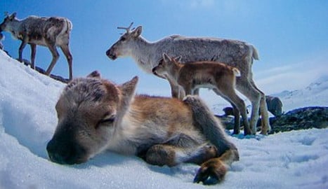 IN PICS: Reindeer take awesome photos on ice